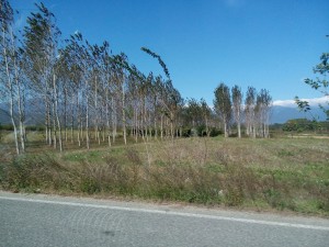 edessa_03