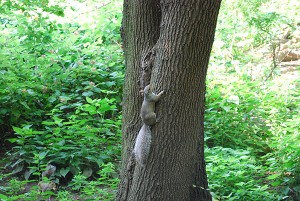 n.york_07